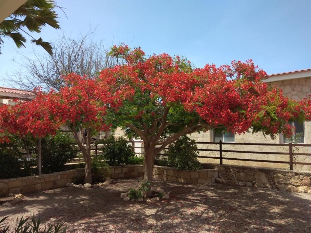 Casita Solemar Direkt Am Atlantik Villa Calheta Buitenkant foto